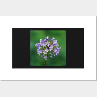 Agapanthus in Bloom Posters and Art